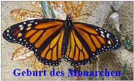 Monarch-1-4-5