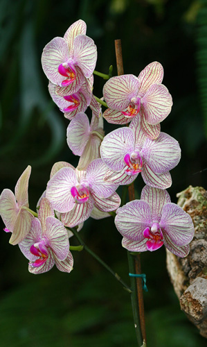 orchid07